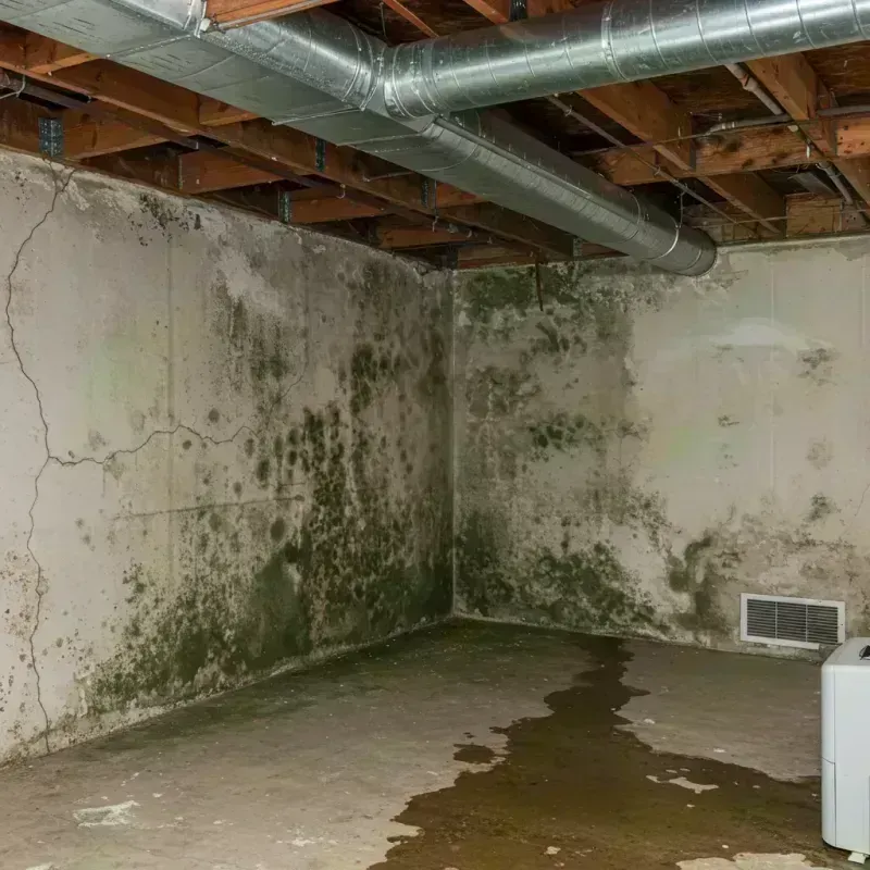 Professional Mold Removal in Glenwood, IL